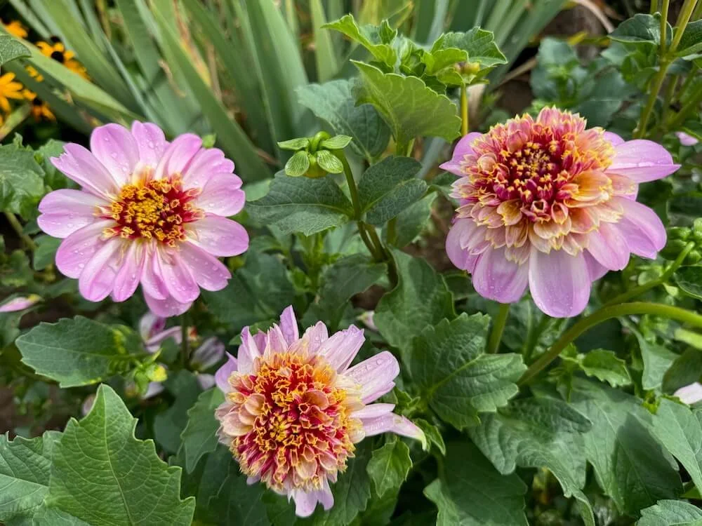 Dahlia 'Twilite' 04.jpeg