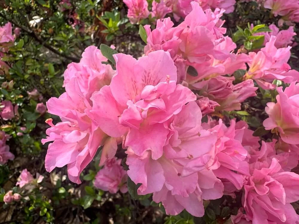 Rhododendron x 'RLH1-2P8' 02.jpeg