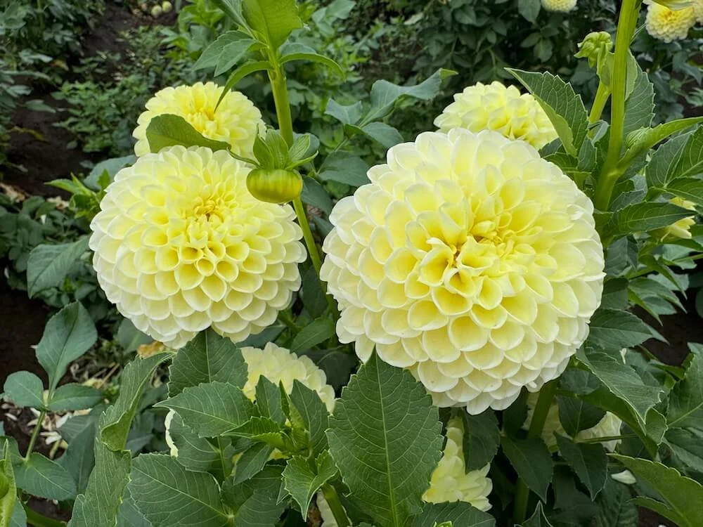 Dahlia 'Polventon Supreme' | Polventon Supreme Dahlia