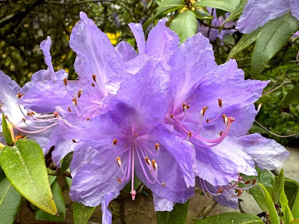 Rhododendron augustinii 01.jpeg