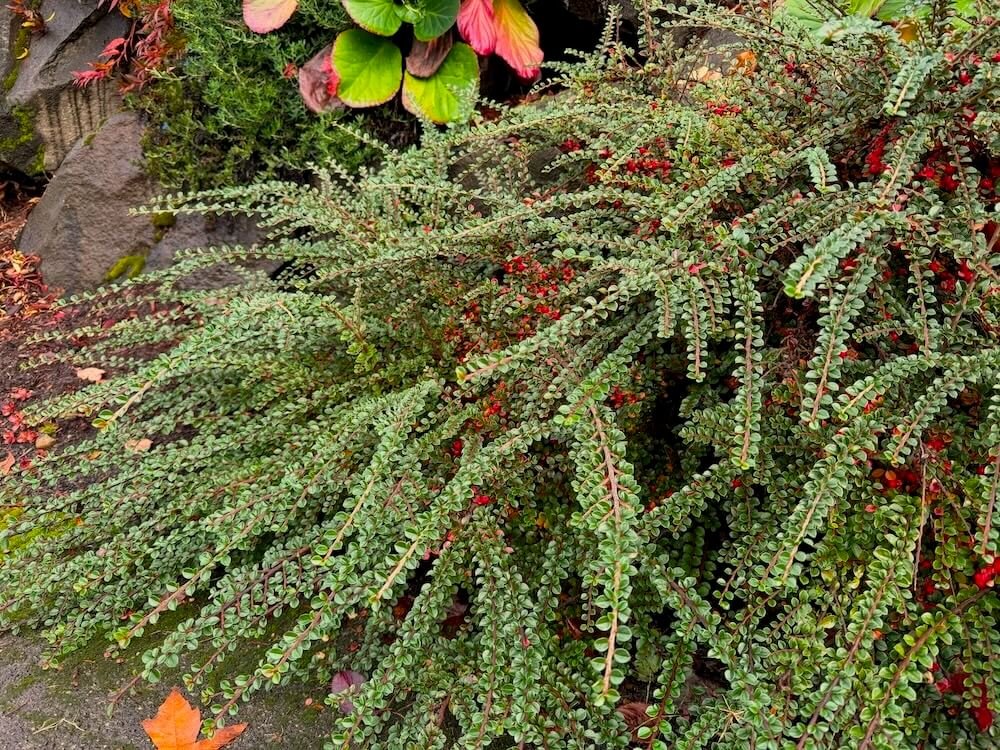 Cotoneaster horizontalis 03.jpeg