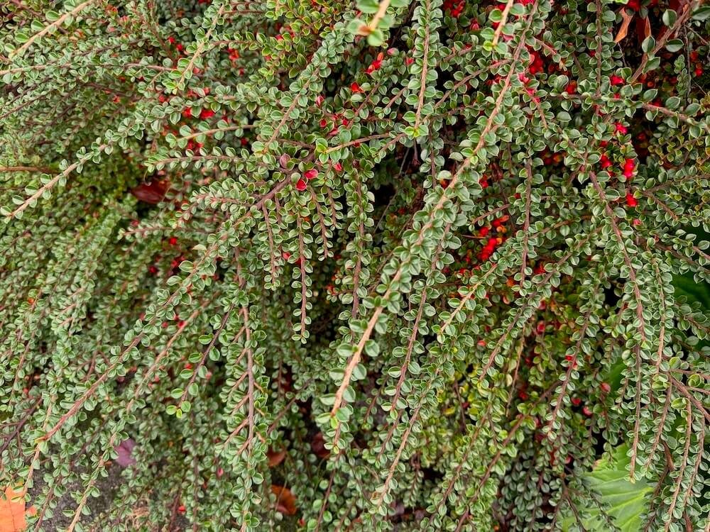 marginata bicolor Bicolor Dragon Tree