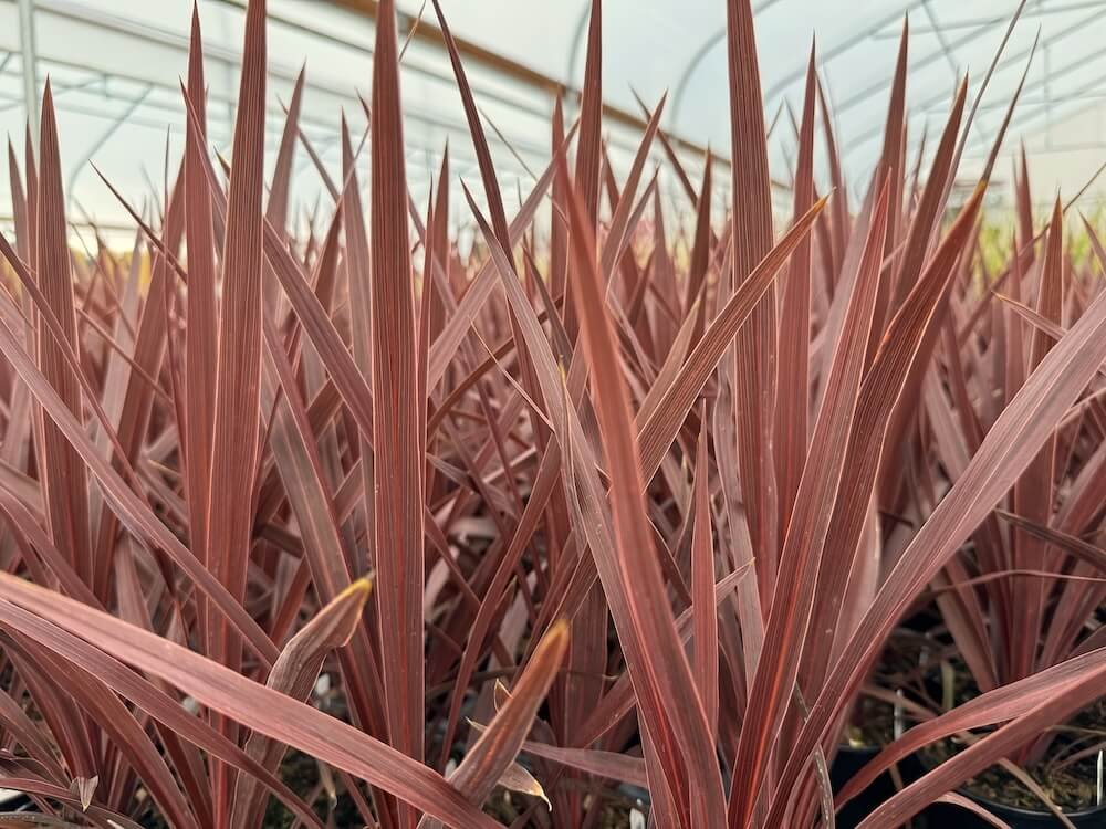Cordyline australis 'Red Star' 06.jpeg