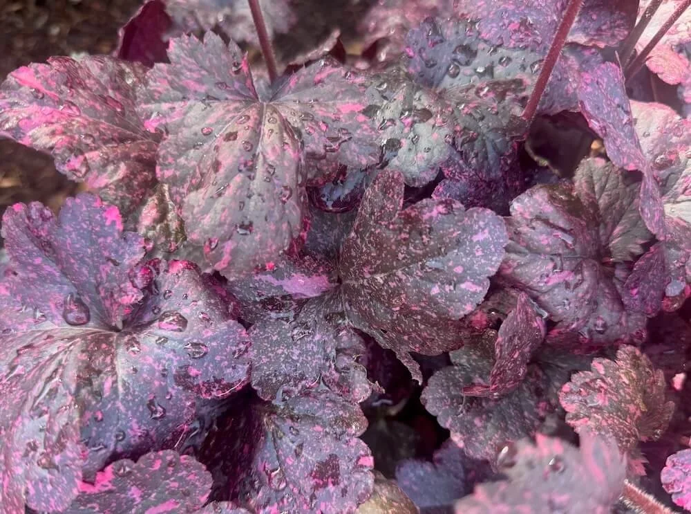 Heuchera 'Midnight Rose' 02.jpeg