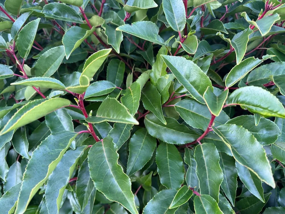 Prunus lusitanica 'Angustifolia' (Portuguese Laurel)  Northwest Blooms