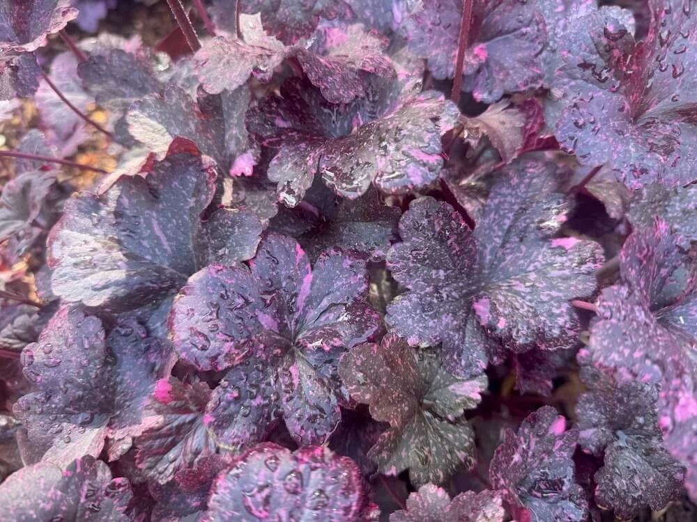Heuchera 'Midnight Rose' | Midnight Rose Coral Bells