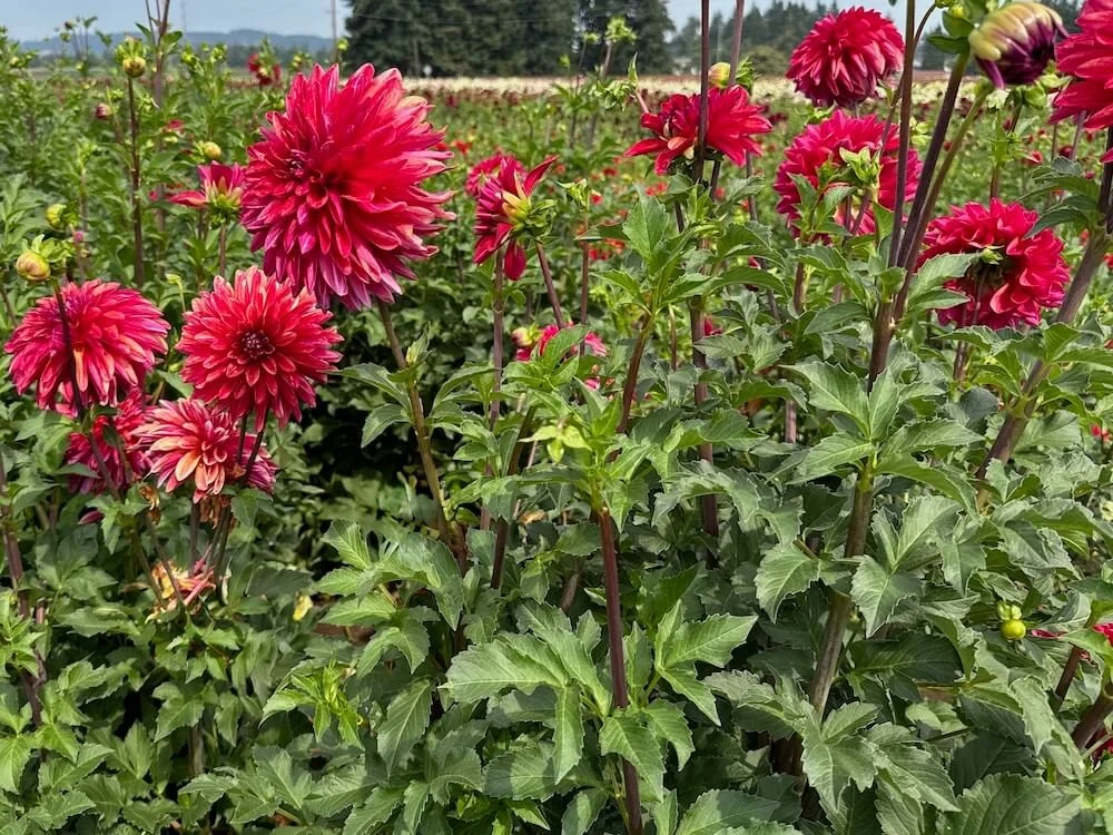 Dahlia 'Gitts Braveheart' 03.jpeg