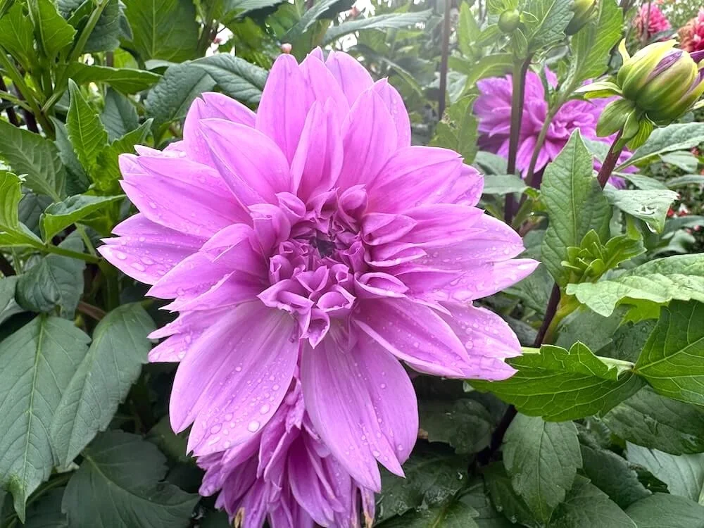 Dahlia 'Lilac Time' 04.jpeg
