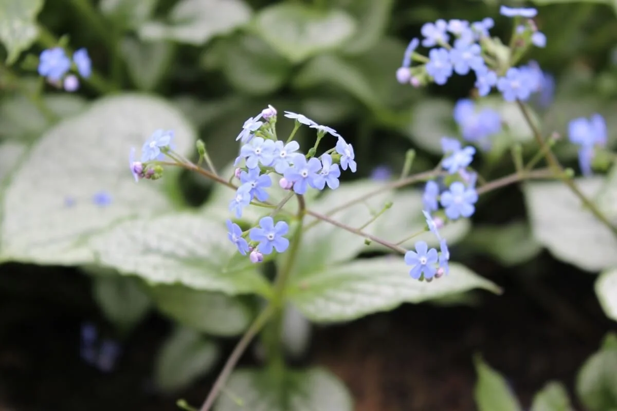 Brunnera macrophylla ‘Jack Frost’ (Heartleaf Brunnera) — Northwest Blooms