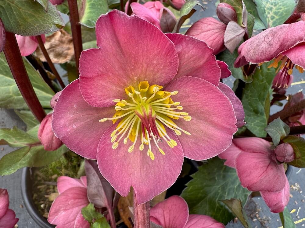 Helleborus x iburgensis 'Cheryl's Shine' 01.jpeg