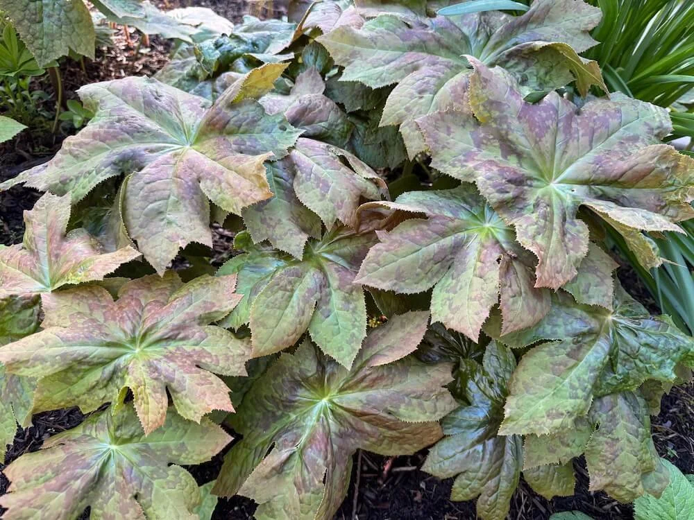 Podophyllum versipelle x delavayi 'Andy Navage' 03.jpeg