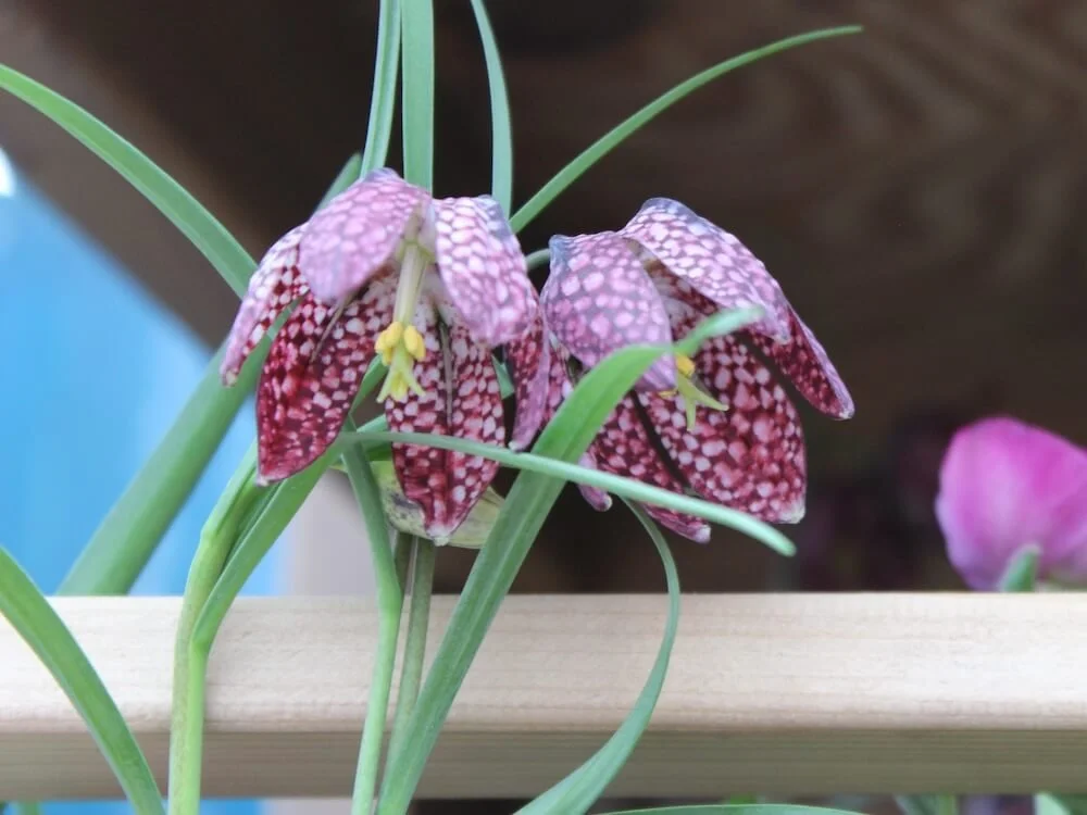 Fritillaria meleagris 02.JPG