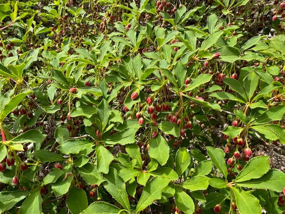 Enkianthus cernuus var. rubens 04.jpeg