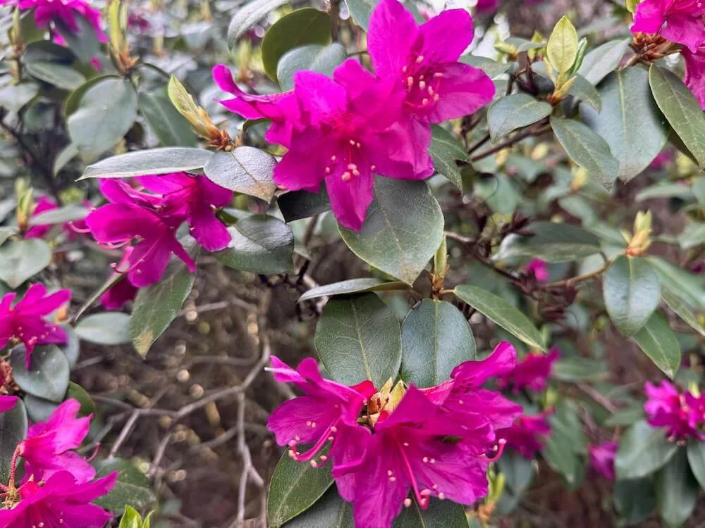 Rhododendron concinuum 03.jpeg