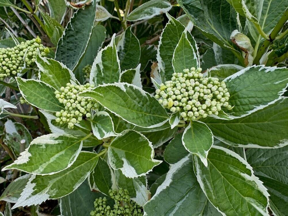 Hydrangea macrophylla 'Variegata' 02.jpeg