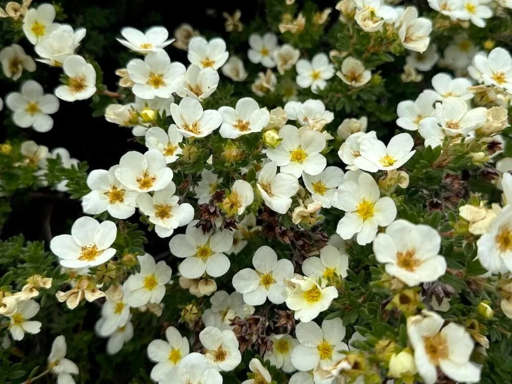 Potentilla fruticosa 'Monsidh' 01.jpeg