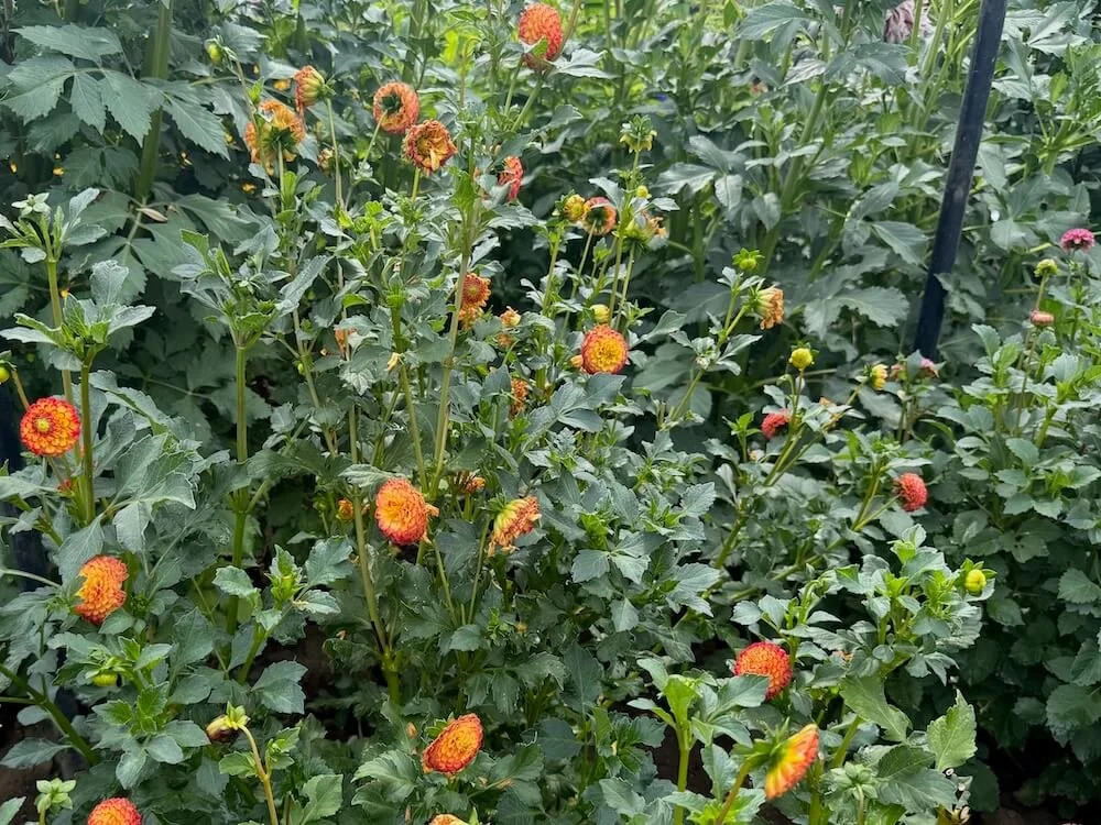 Dahlia 'Kasasagi' 03.jpeg