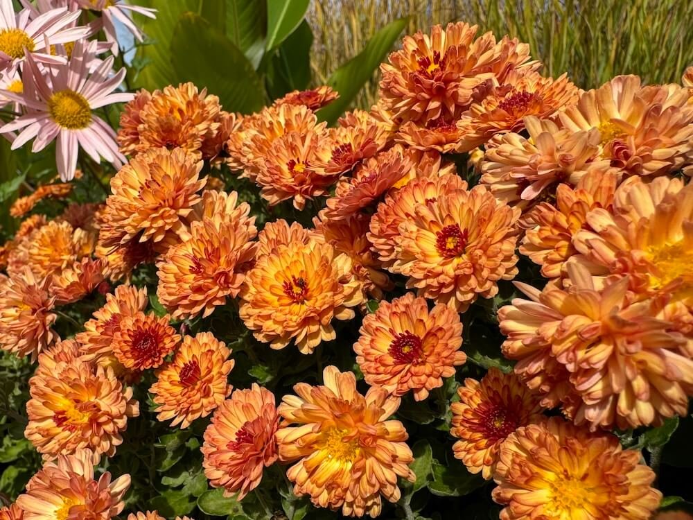 Dendranthema 'Warm Igloo' 01.jpg