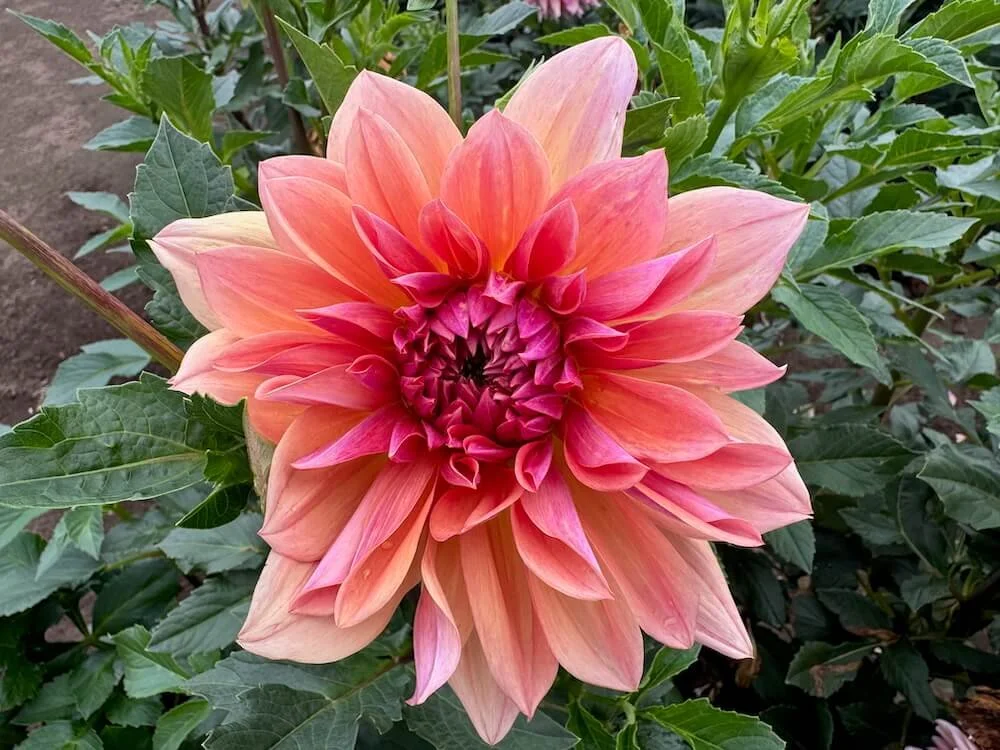 Dahlia 'Baarn Bounty' 02.jpeg
