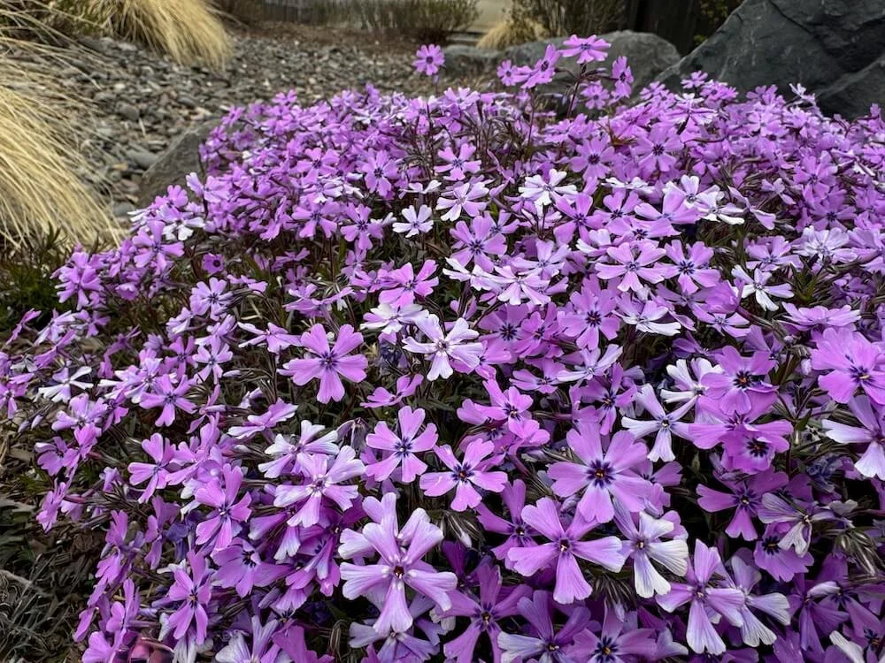 Phlox subulata 'Purple Beauty' 02.jpeg