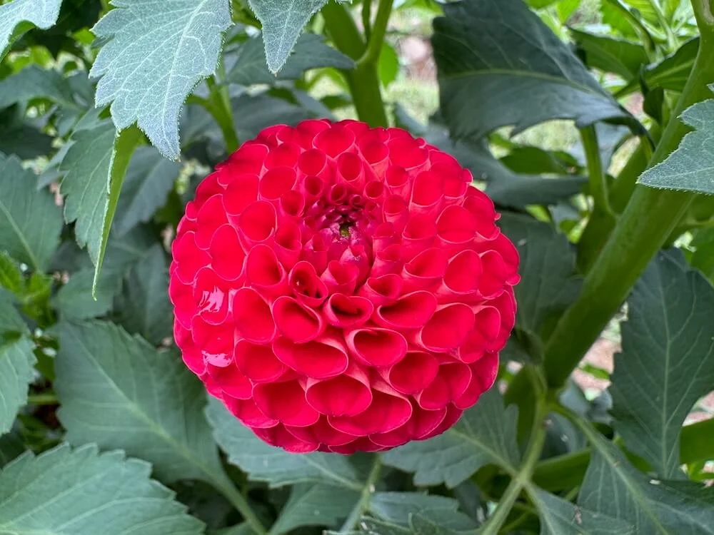 Dahlia 'Irish Glow' | Irish Glow Dahlia