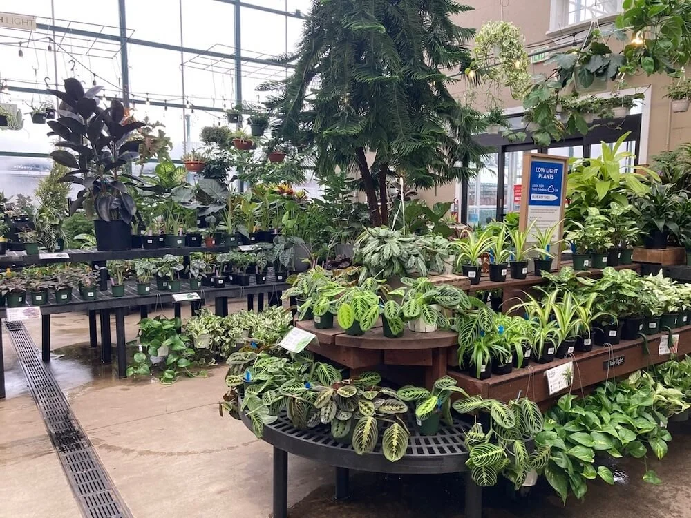 Sky Nursery - Indoor Plants 01.jpeg