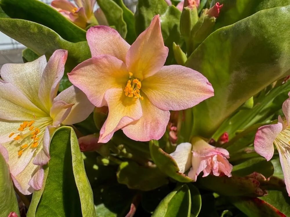 Lewisiopsis tweedyi | Tweedy's Lewisia