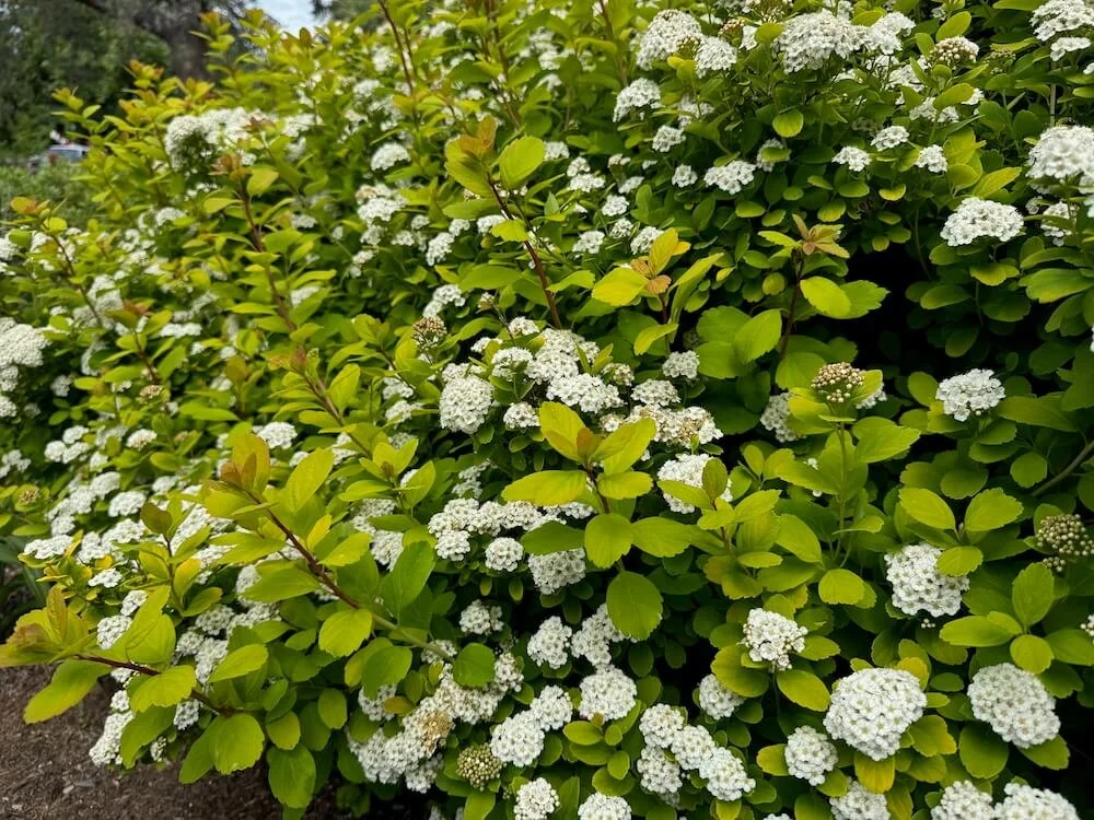 Spiraea betulifolia 'Tor Gold' 04.jpeg