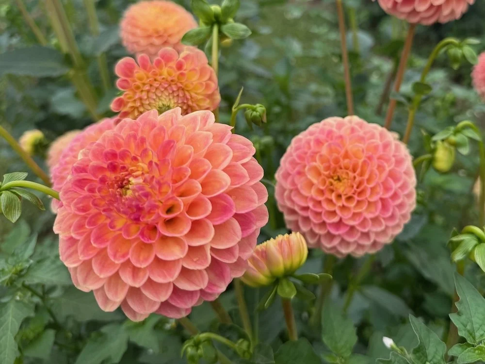 Dahlia 'L.A.T.E.' | L.A.T.E. Dahlia