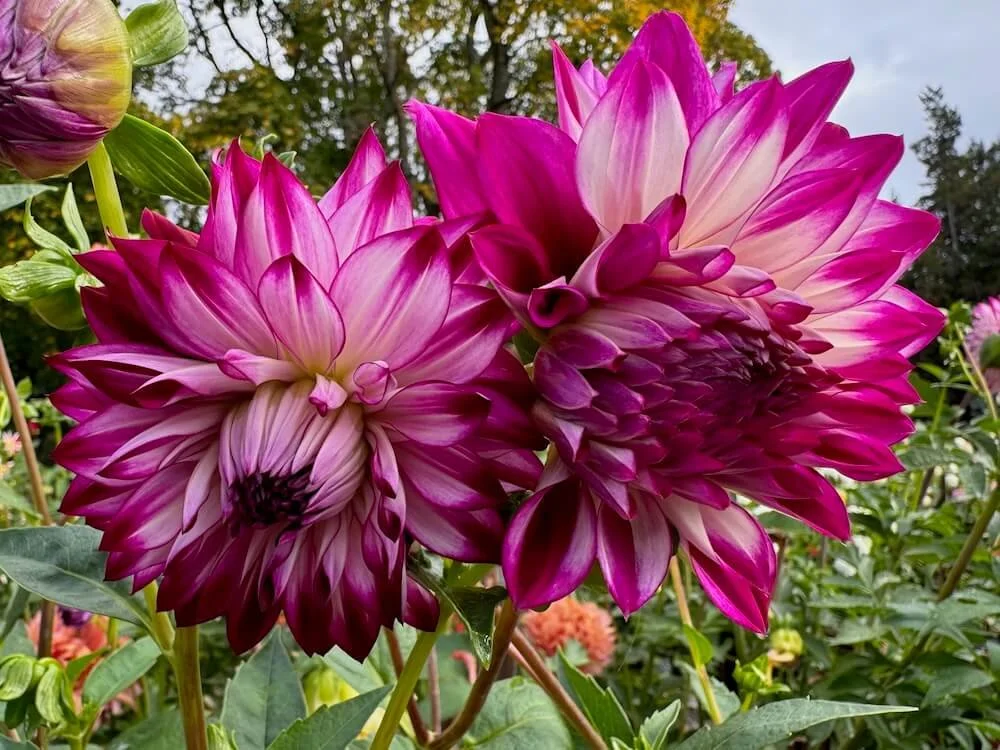 Dahlia 'Allen's Showcase' | Allen's Showcase Dahlia