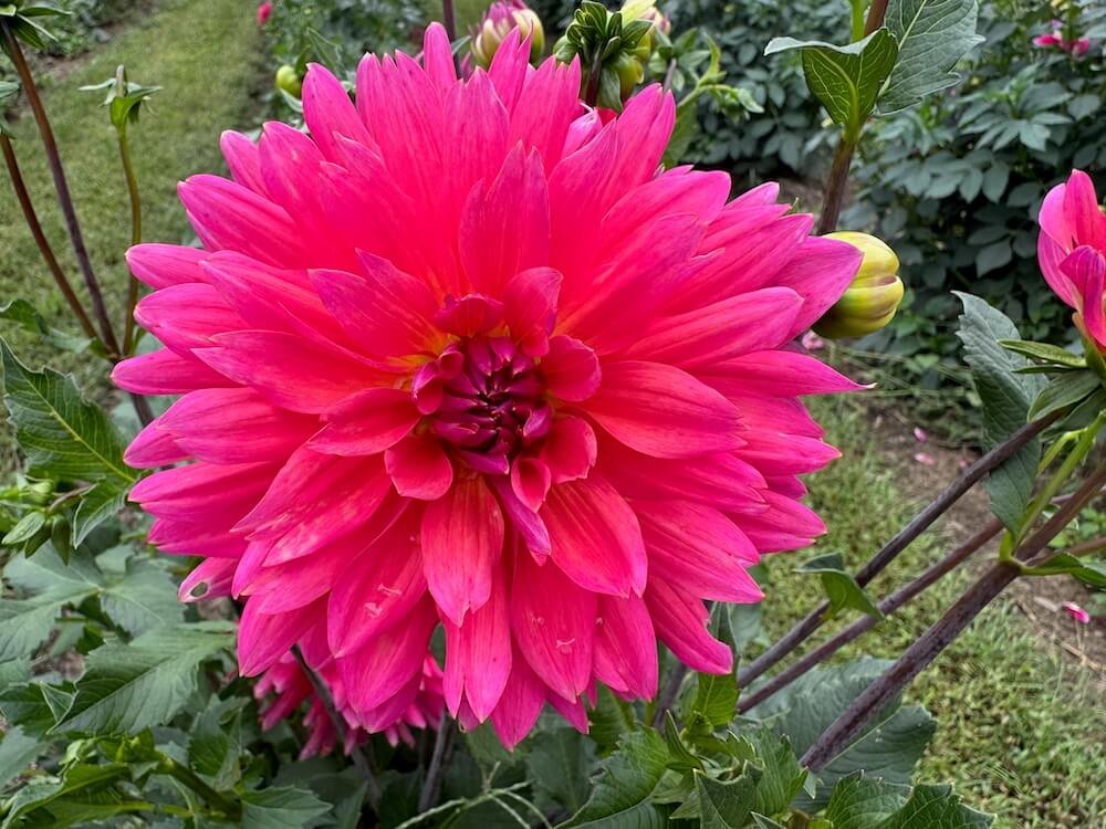 Dahlia 'Fire Magic' 05.jpeg