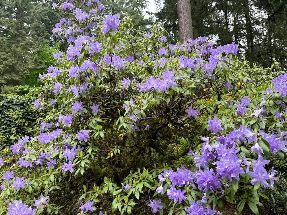 Rhododendron augustinii 03.jpeg