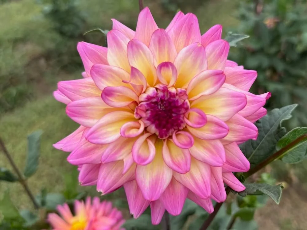 Dahlia 'Bahama Mama' | Bahama Mama Dahlia