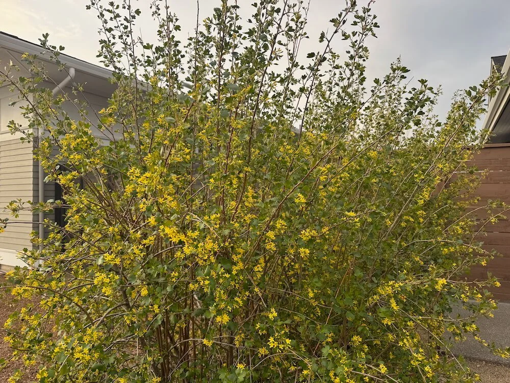 Ribes aureum 03.jpeg