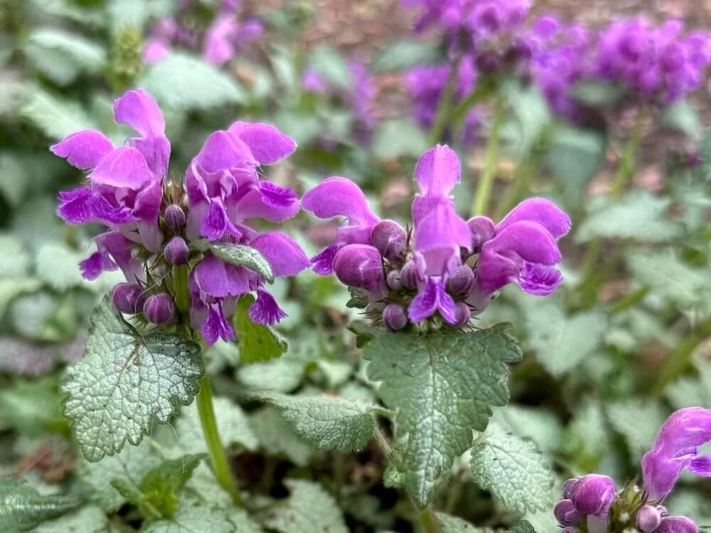 Lamium maculatum 'Orchid Frost' 02.jpeg