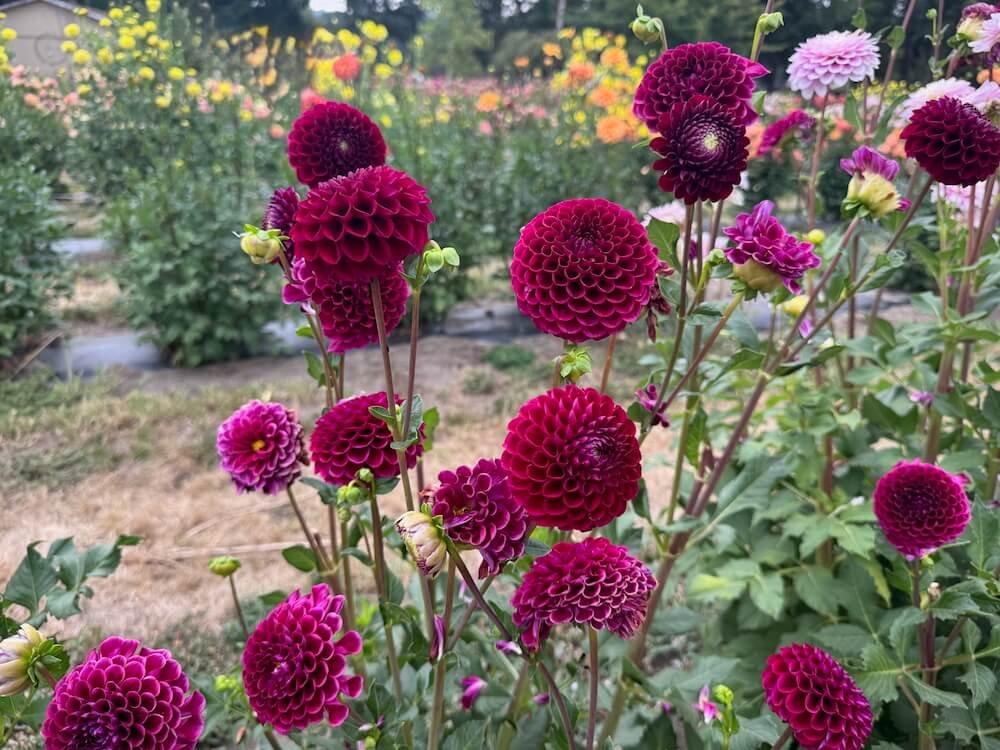 Dahlia 'Taboo' | Taboo Dahlia