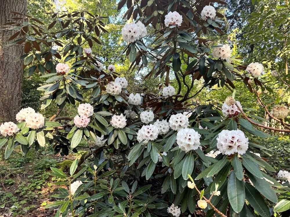 Rhododendron rex ssp. fictolacteum 03.jpeg