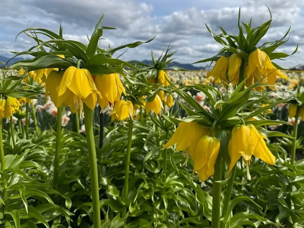 Fritillaria imperialis 'Lutea' 03.jpeg