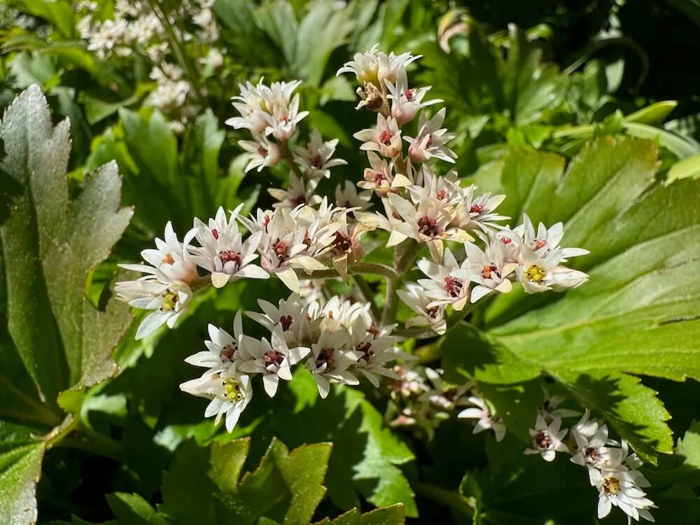 Mukdenia rossii | Red-leaved Mukdenia