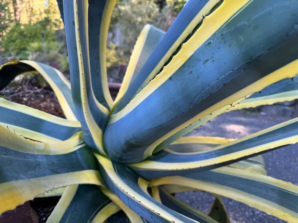 Agave americana 'Variegata' 03.jpeg