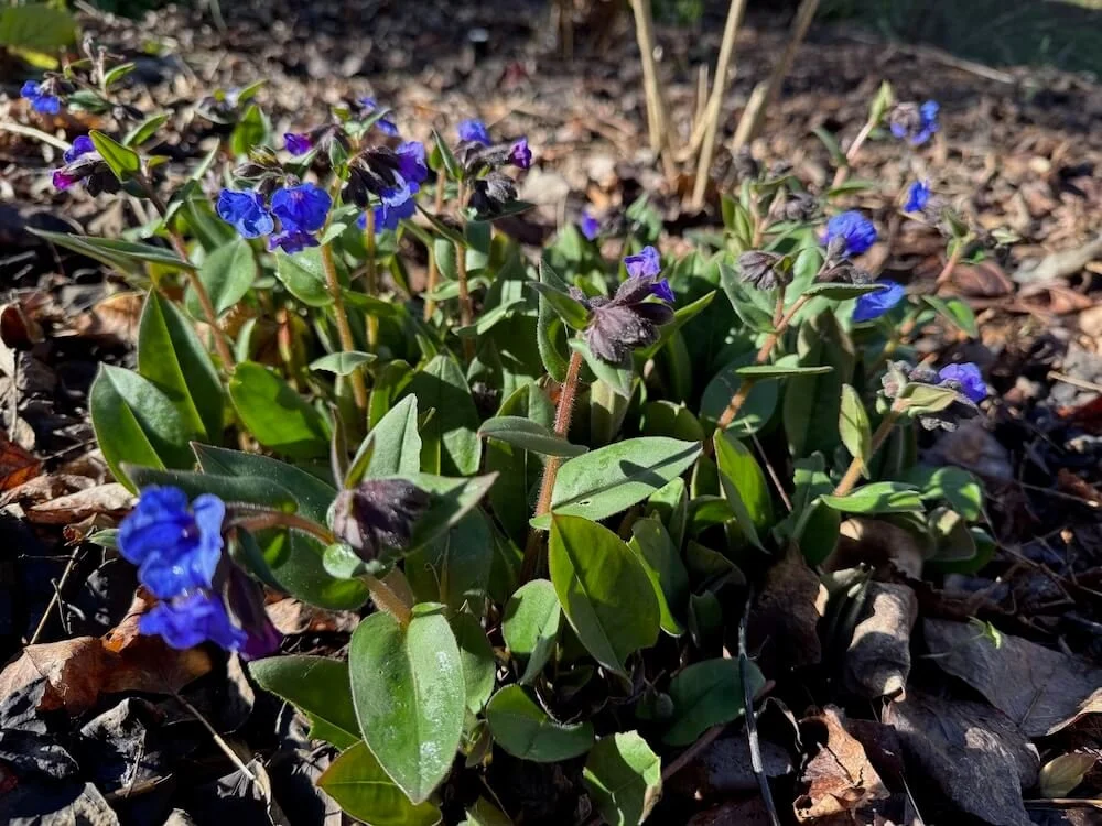 Pulmonaria angustifolia 'Blue Ensign' 03.jpeg