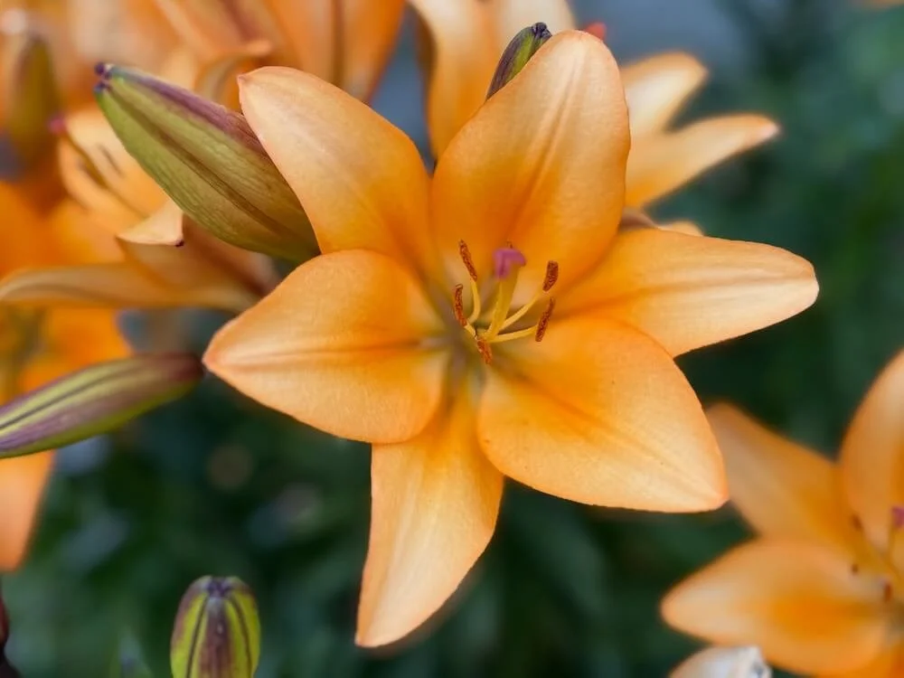Lilium 'Menton' 04.jpeg