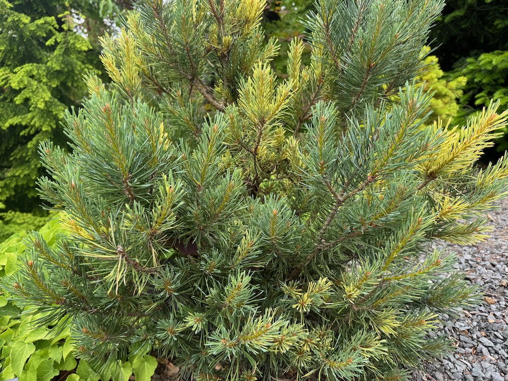 Pinus sylvestris 'Bleu Cheese' 04.jpeg