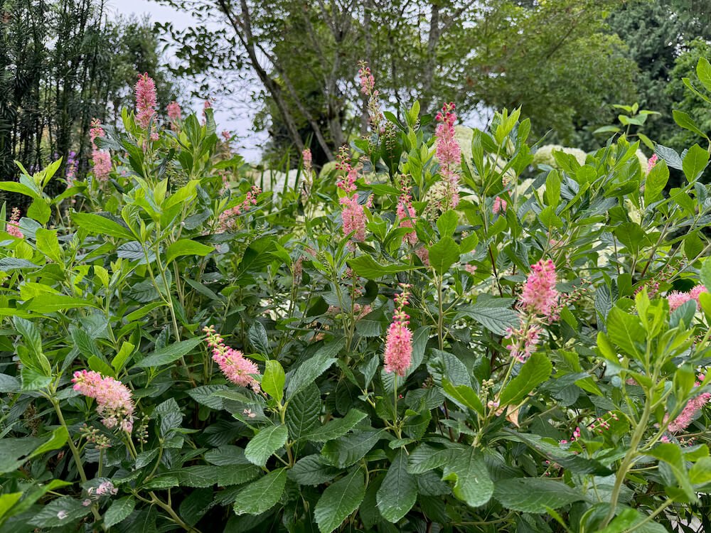 Clethra alnifolia 'Hummingbird' 03.jpeg