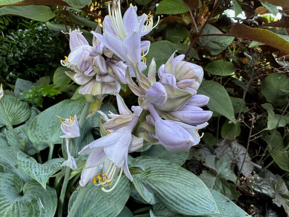 Hosta 'Canadian Blue' 04.jpeg