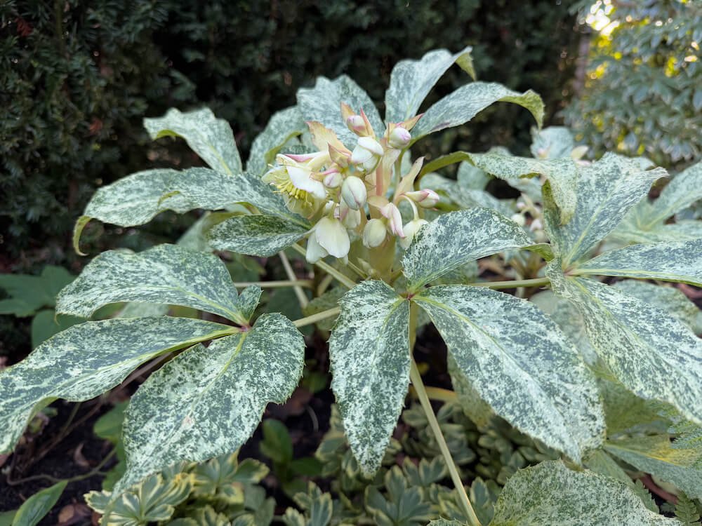 Helleborus 'Snow Fever' 13.jpeg