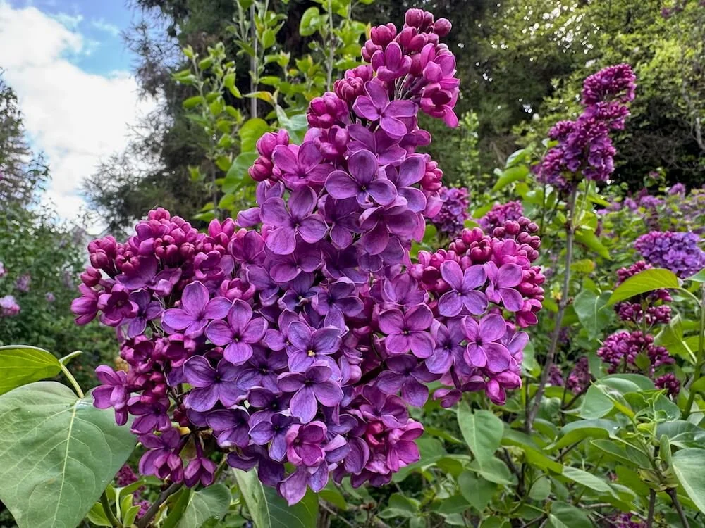 Syringa vulgaris 'Frank Klager' | Frank Klager Lilac