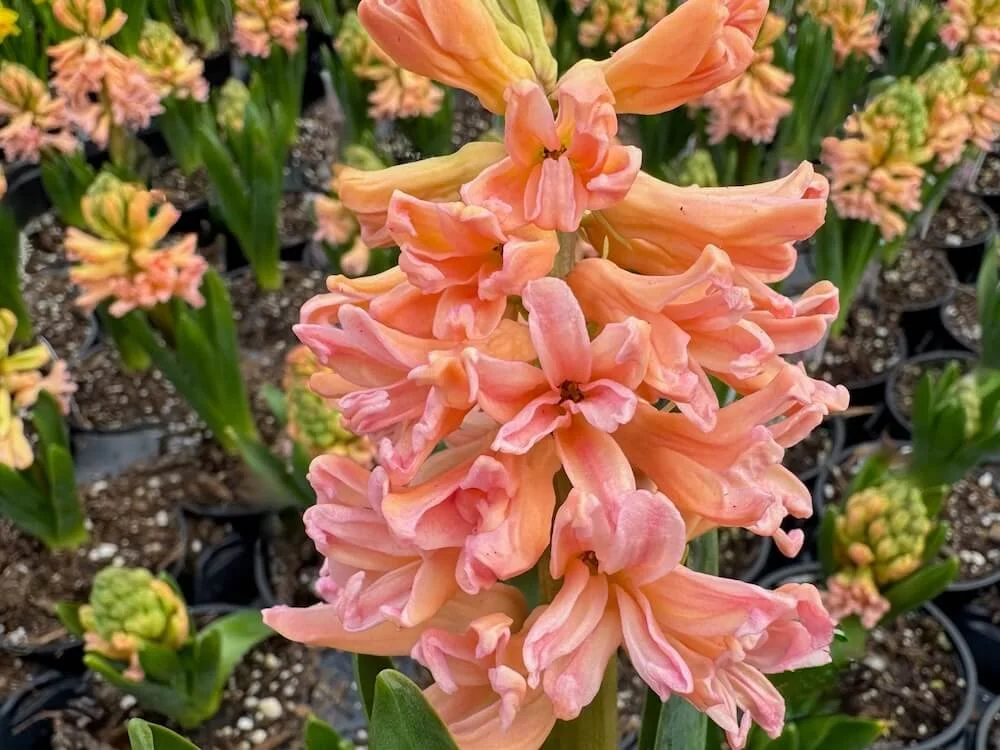 Hyacinthus orientalis 'Gypsy Queen' 03.jpeg