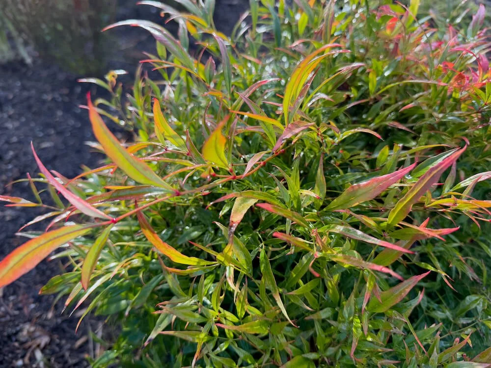 Nandina domestica 'Monfar' 04.jpeg