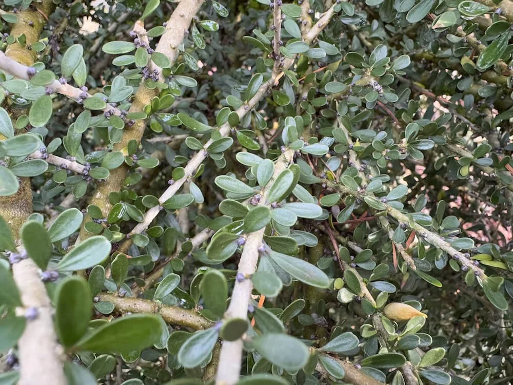 Melicytus crassifolius 02.jpeg